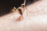 Ukąszenia i ugryzienia owadów – jak sobie radzić? 